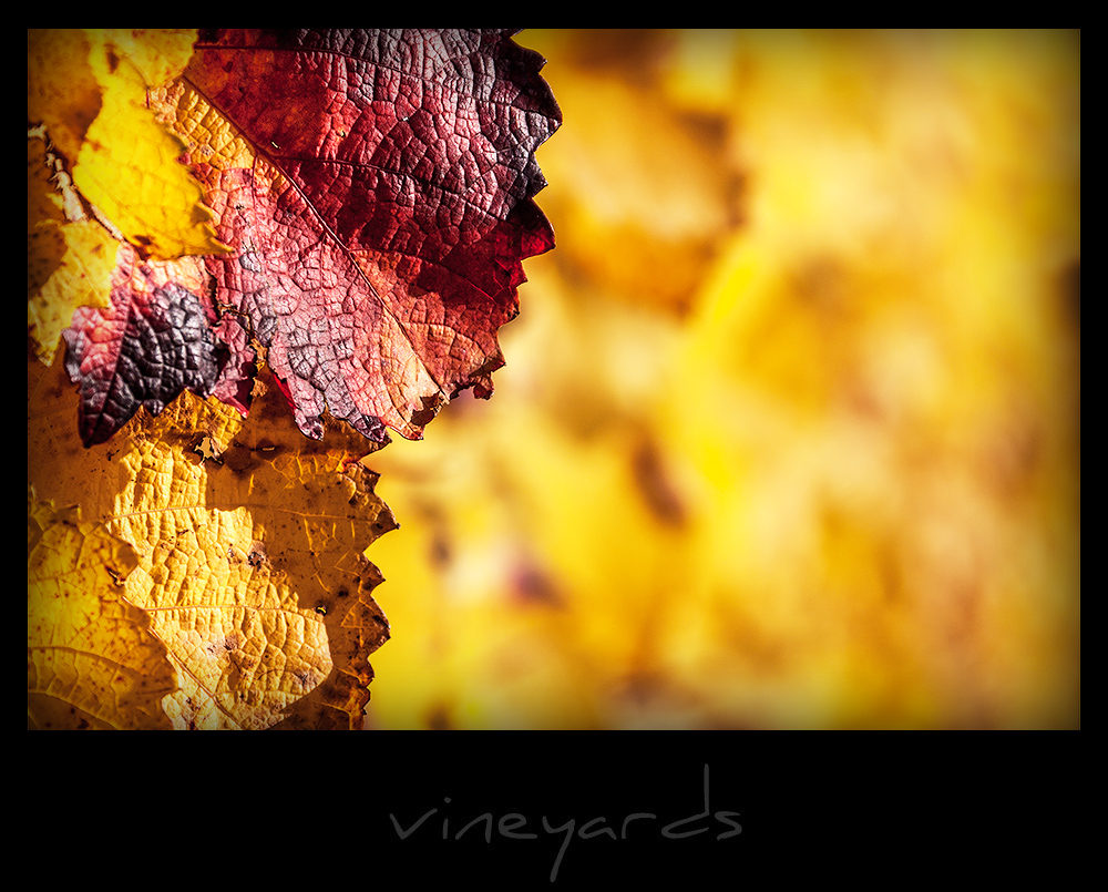 vineyards VII
