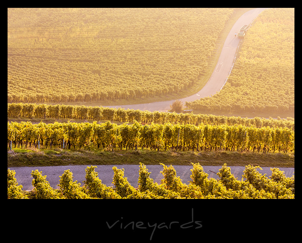 vineyards VIII