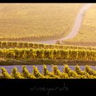 vineyards VIII