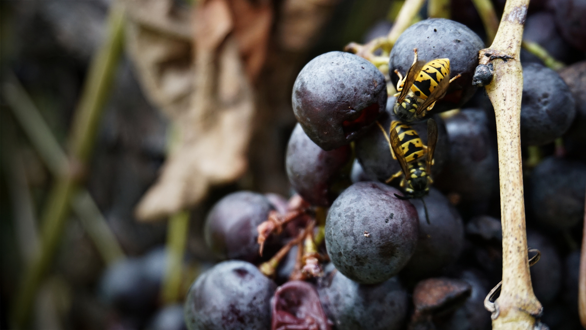 Vineyards wasps