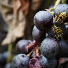 Vineyards wasps