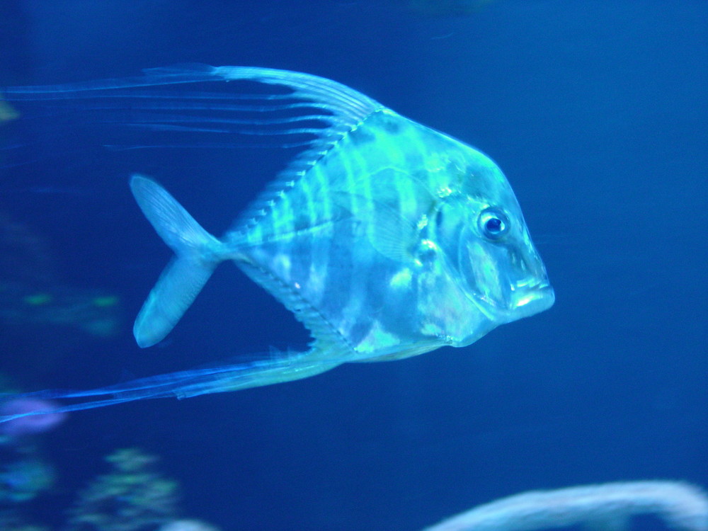 "vingt-mille lieues sous les mers"