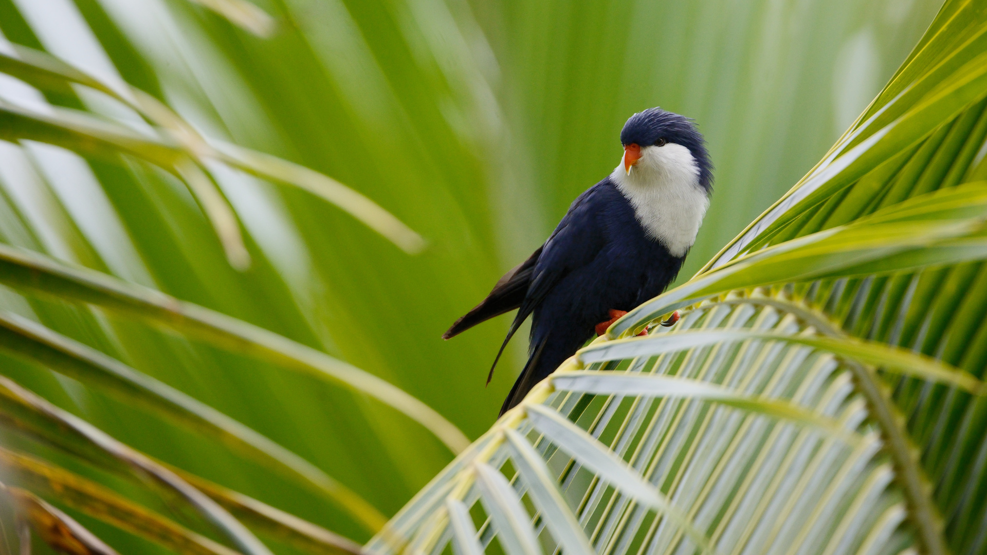 Vini Peruviana - Tahitian Blue Lorikeet