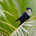 Vini Peruviana - Tahitian Blue Lorikeet