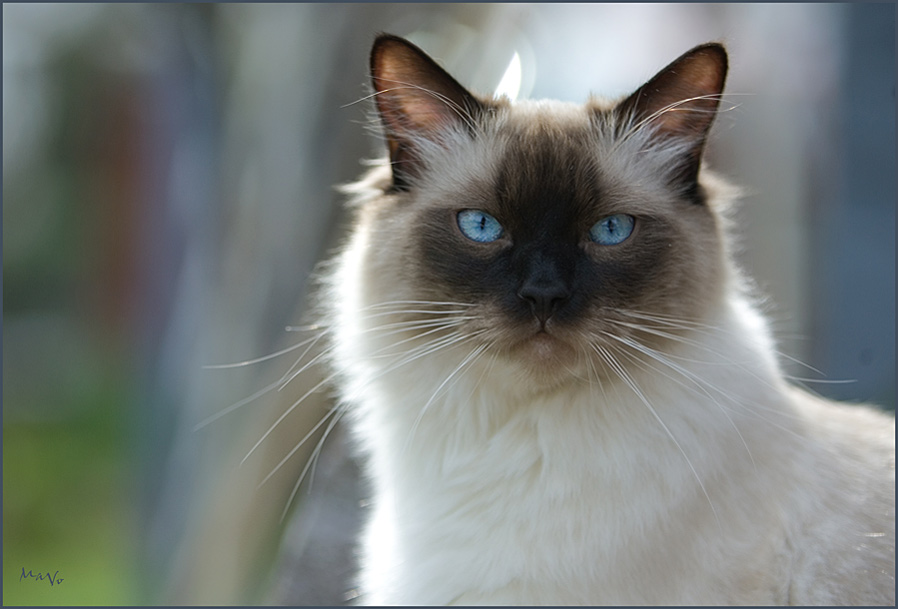 Vinio 1 Jahr alter Ragdollkater