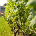 Vino (Burano) 