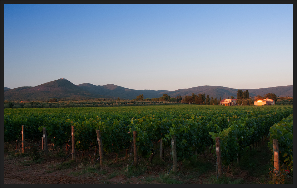 Vino di Bolgheri