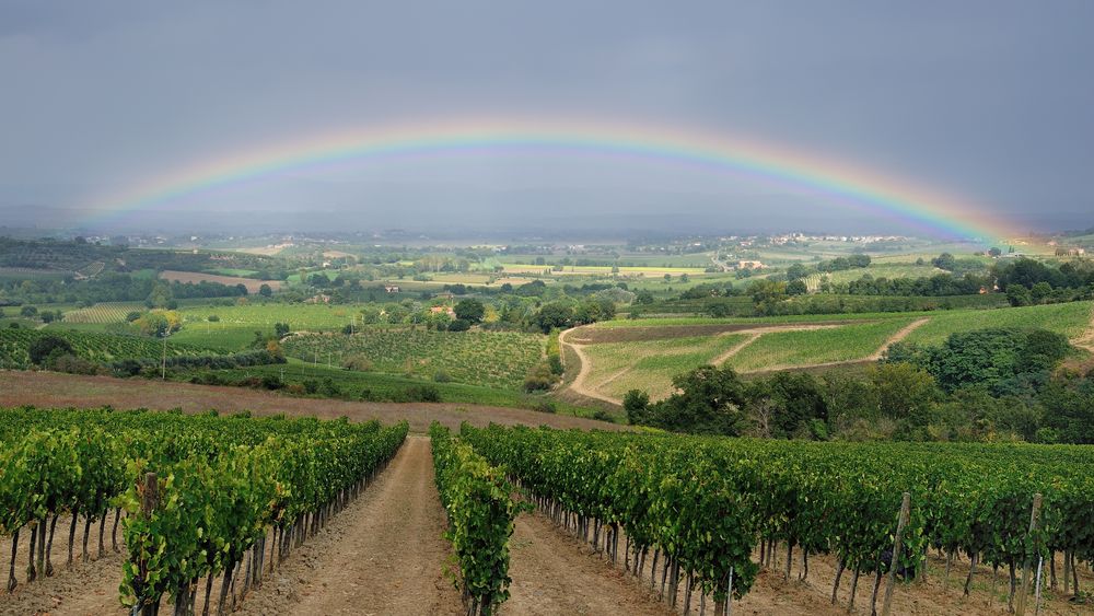 *Vino Nobile di Montepulciano*