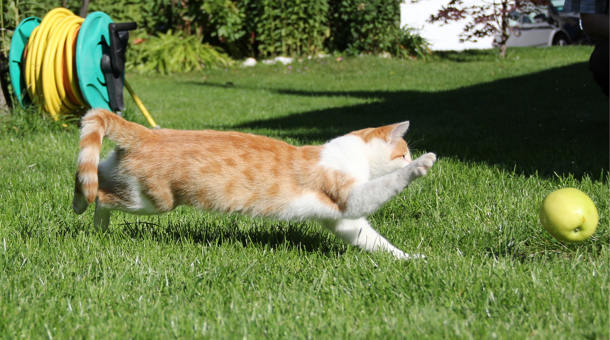 Vinschgauer Katze beim Apfelspiel