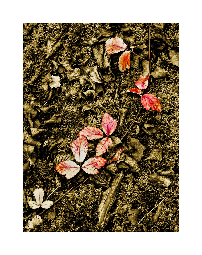 Vintage Foto Bild Pflanzen Pilze Flechten Landschaft Jahreszeiten Bilder Auf Fotocommunity