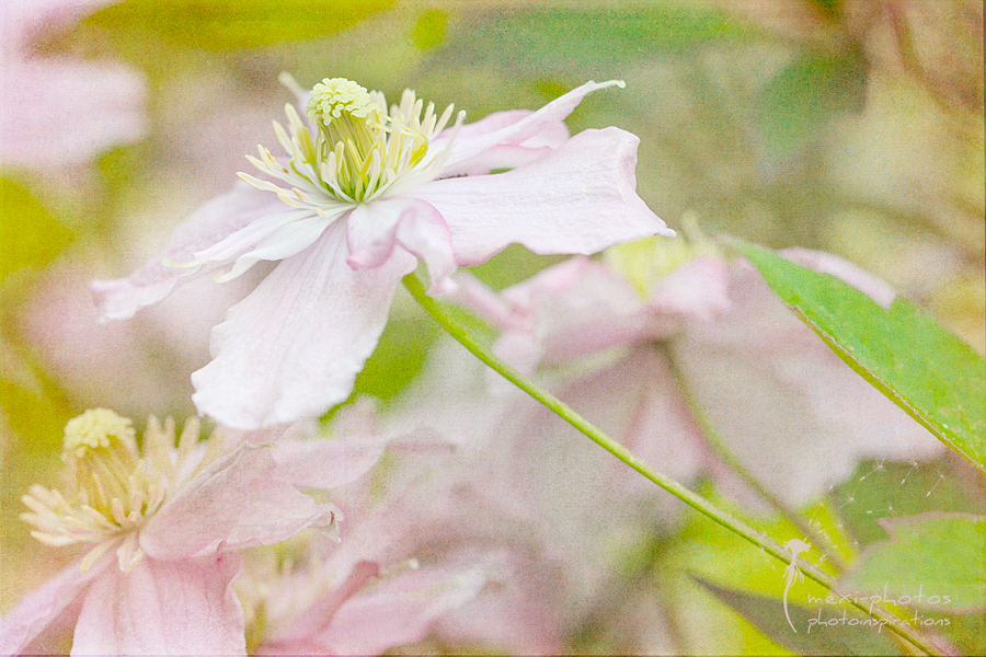 Vintage Clematis