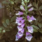 Vintage Digitalis