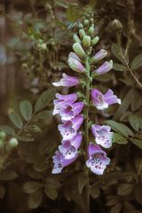 Vintage Digitalis