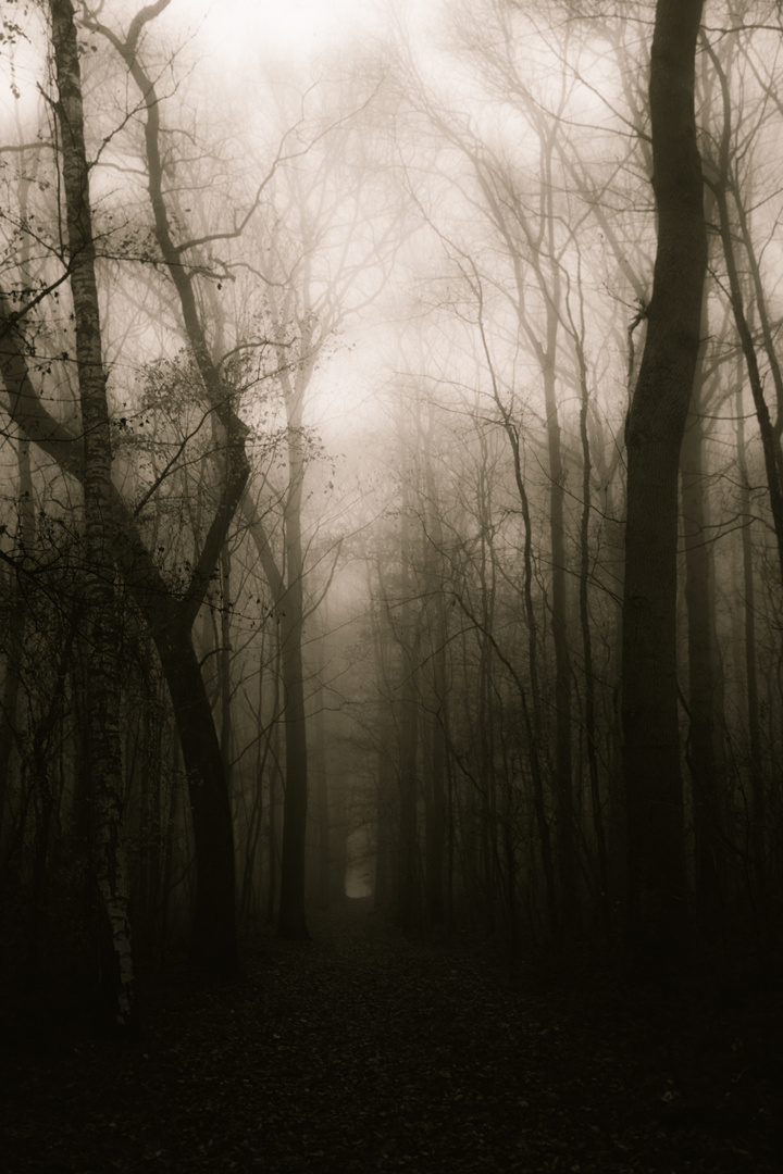 Vintage forest