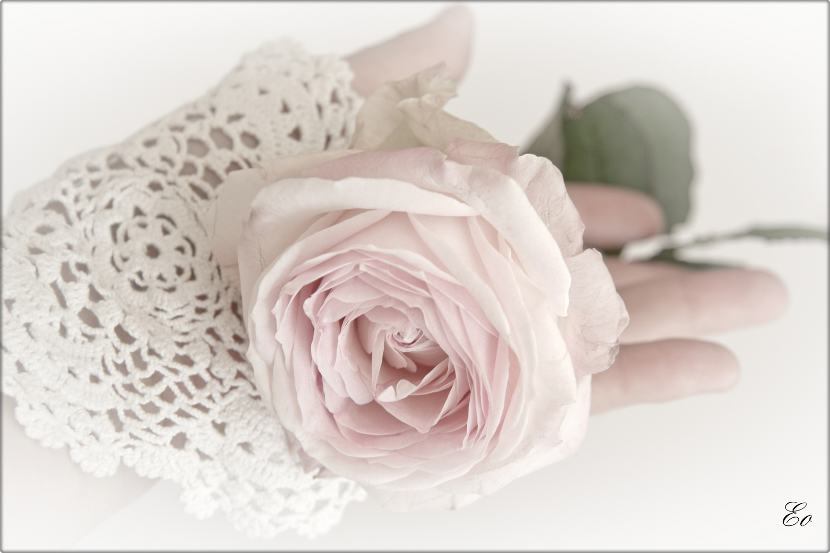 Vintage Rose