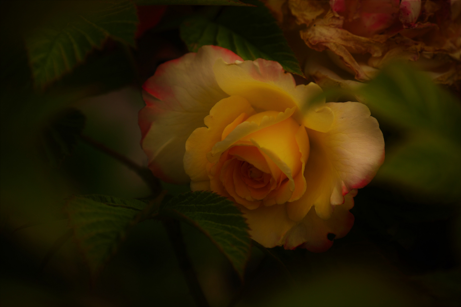 Vintage Rose