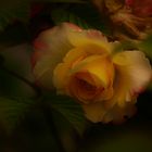 Vintage Rose