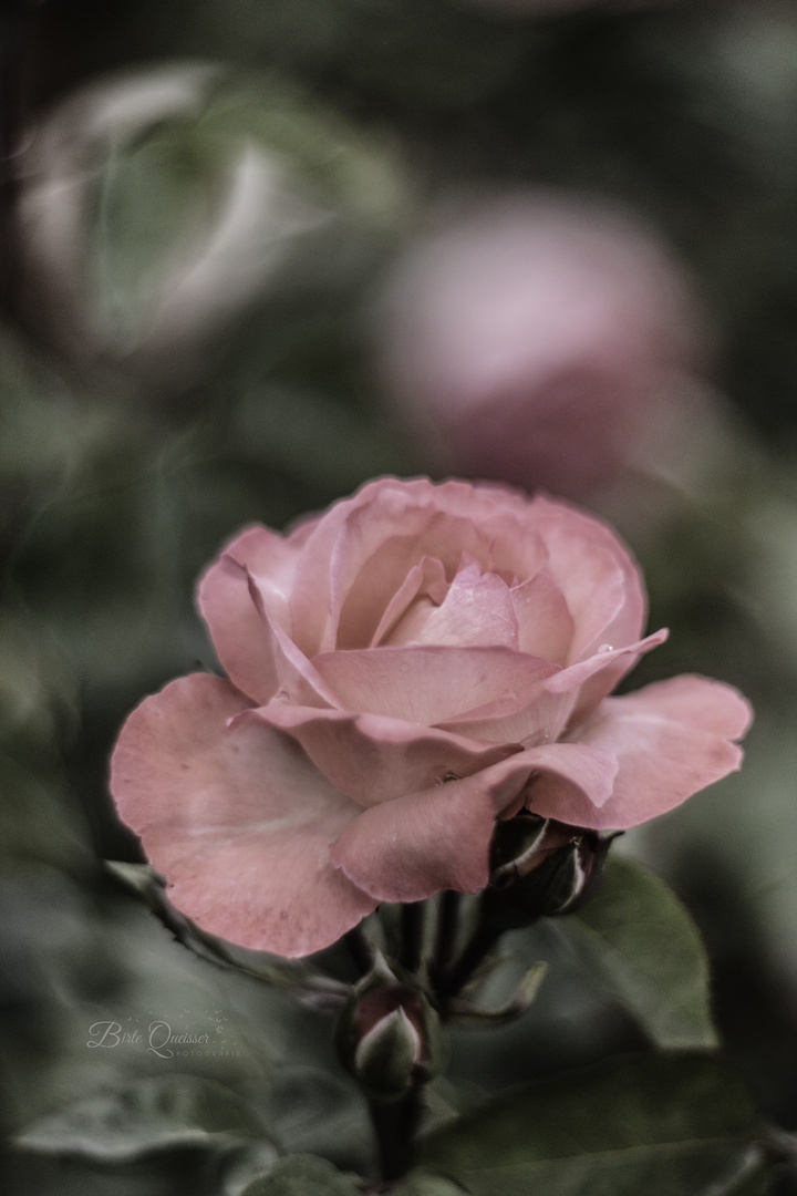 Vintage-Rose