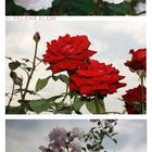 Vintage Roses