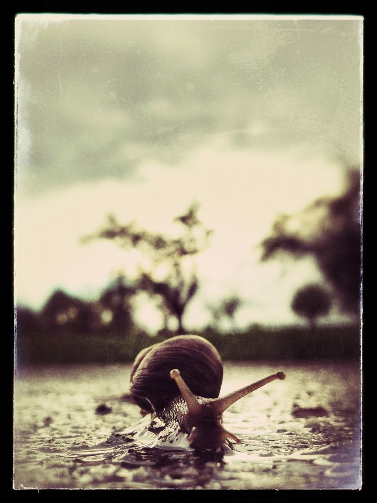 Vintage Snail