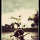 Vintage Snail