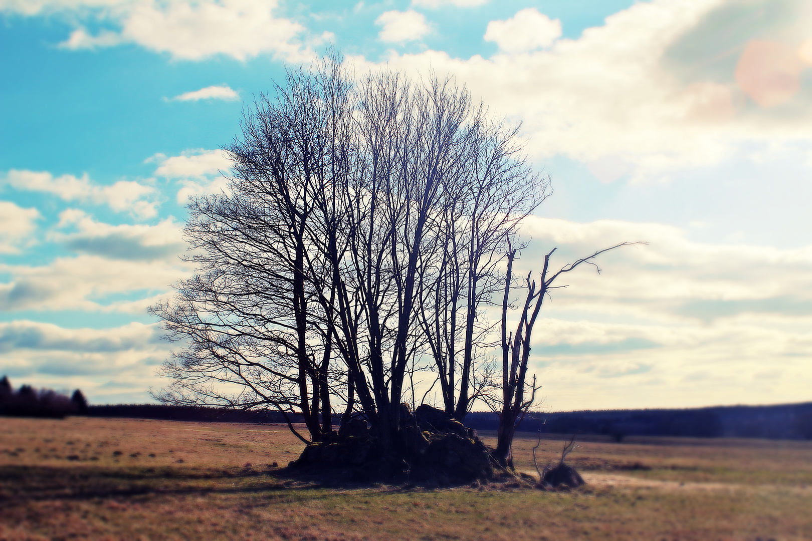 vintage tree