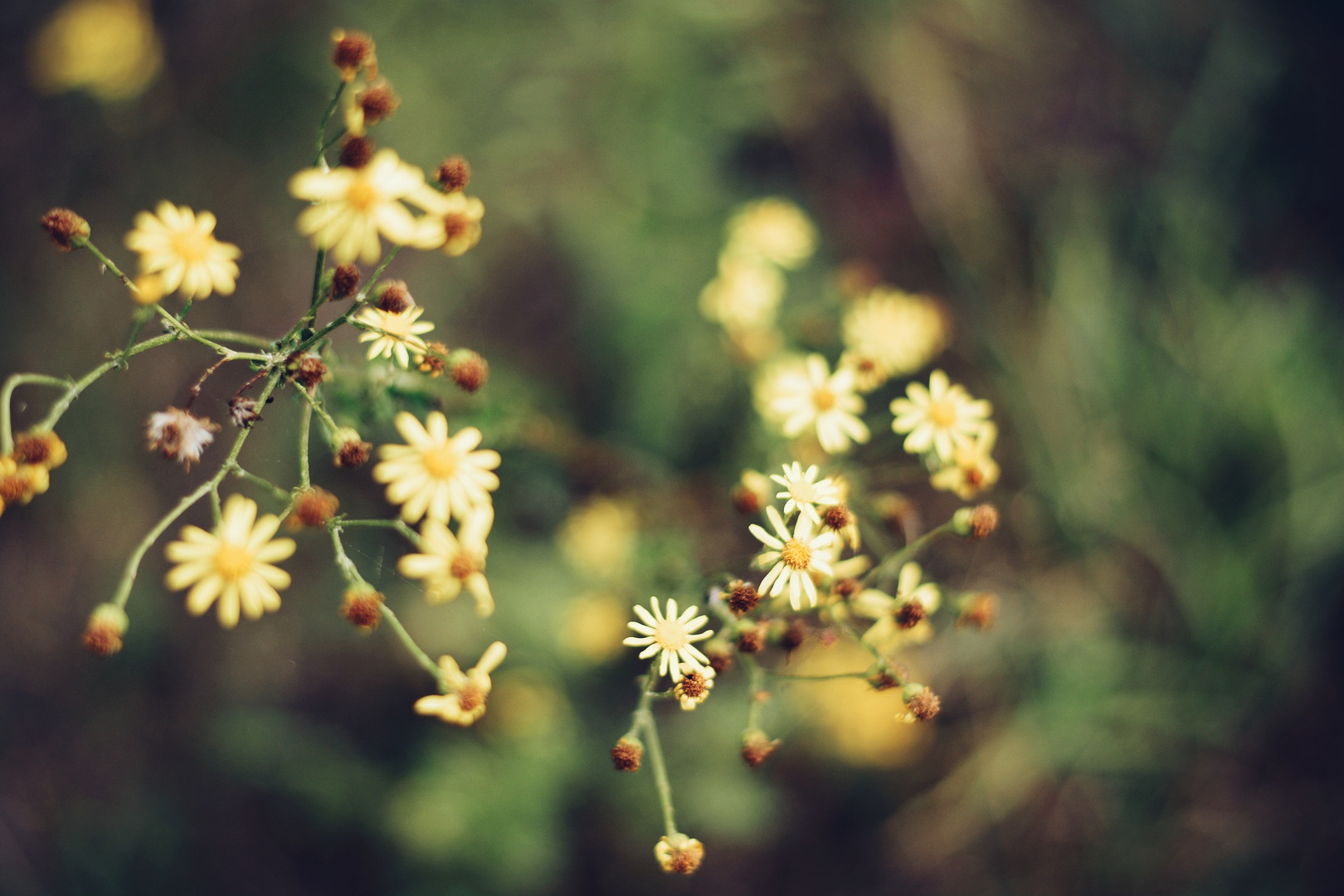 Vintage|flower