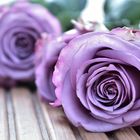 Vintageroses purple