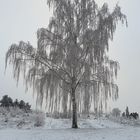 vinter 