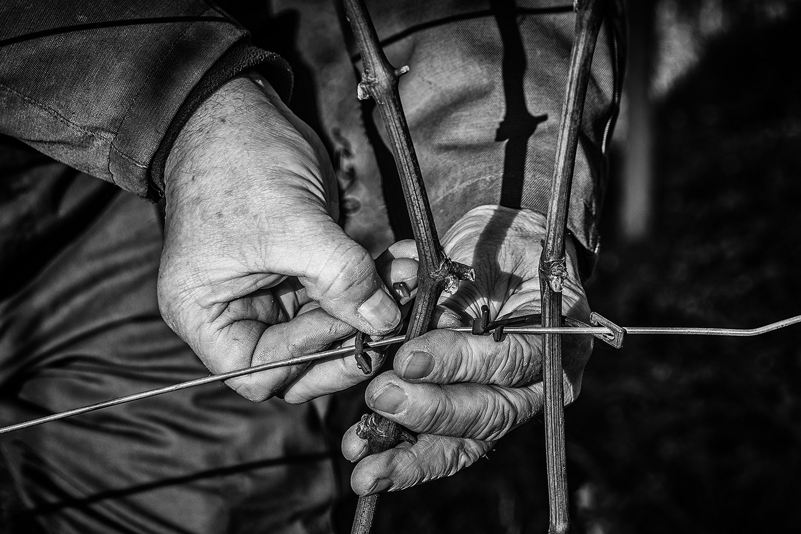 Vintner's hands