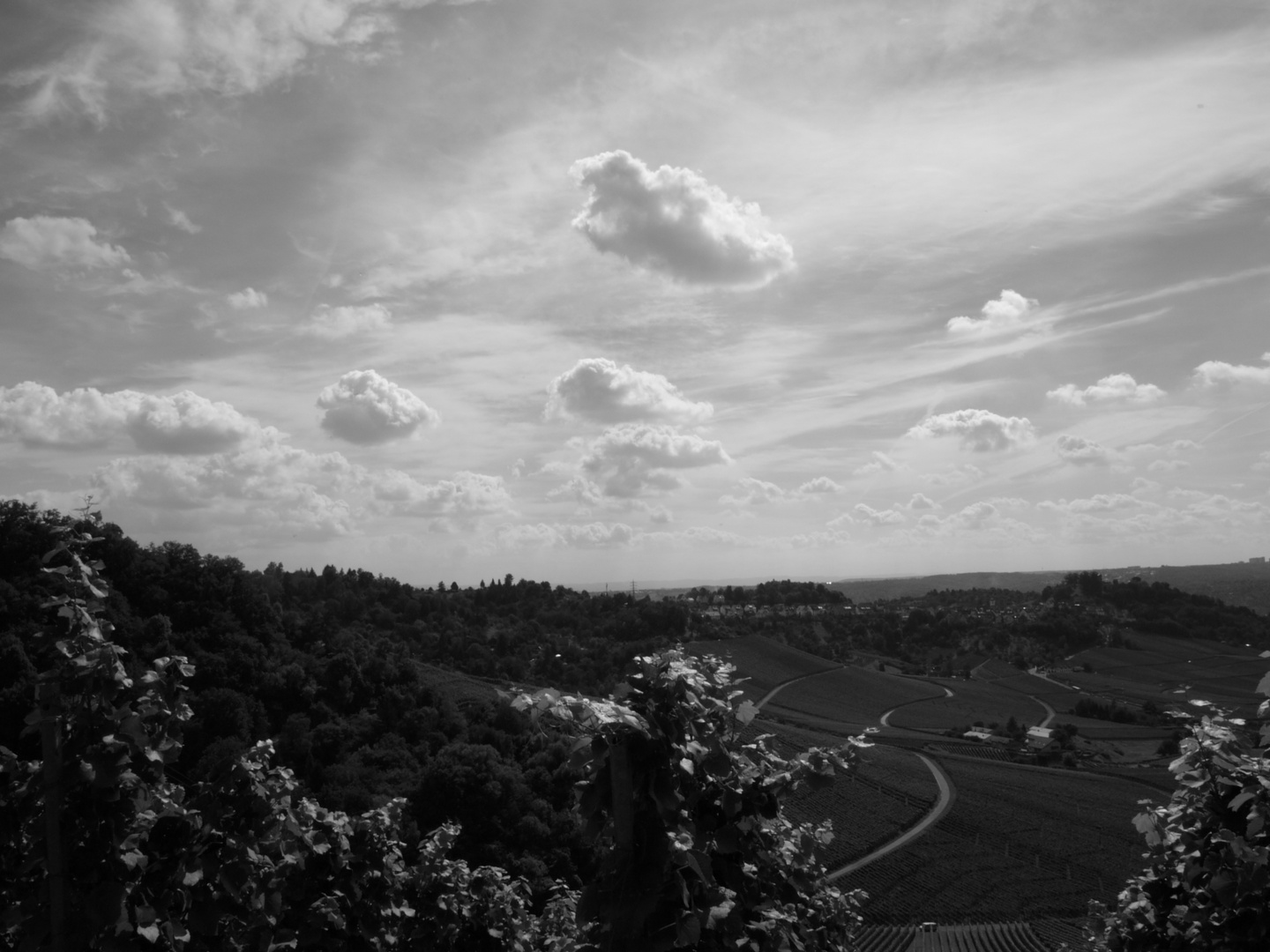 Vinyards above Stuttgart-City-