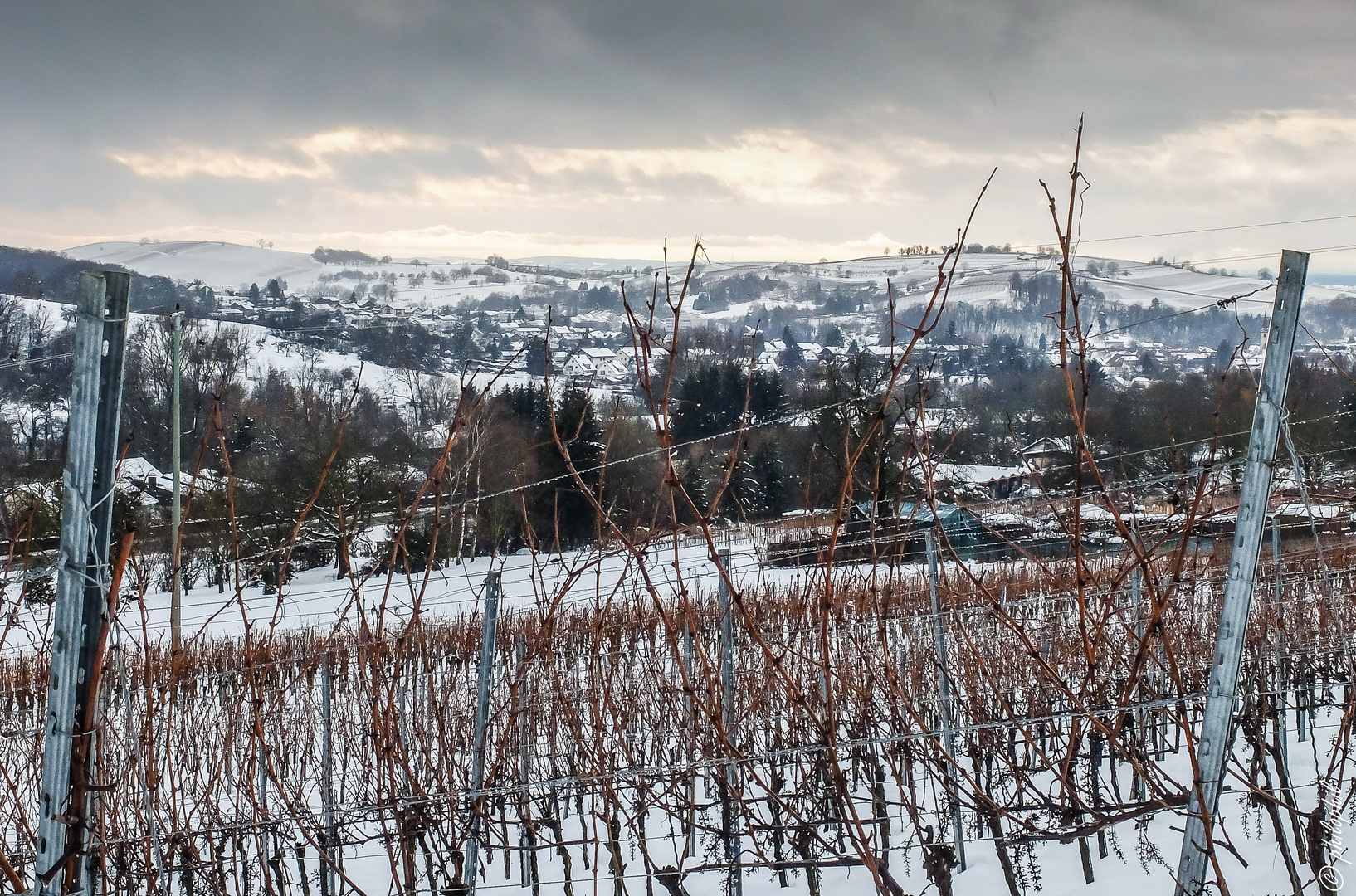 Vinyards in the Snow