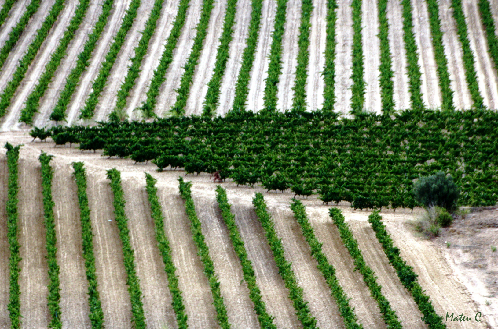 Vinyes geomètriques