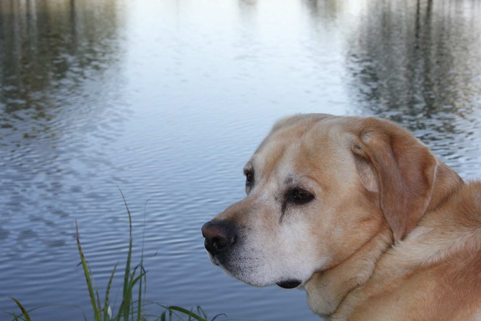 vinzenz am see