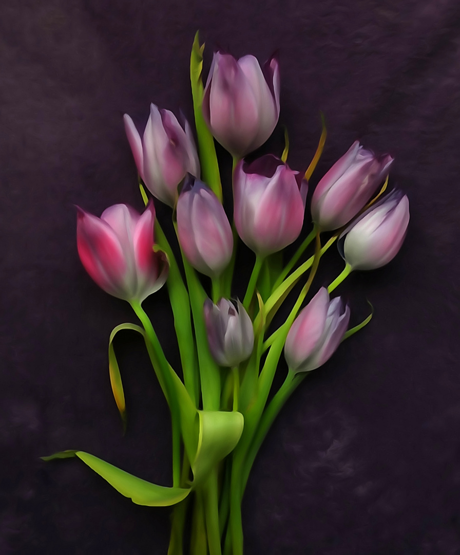 vio tulip