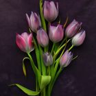 vio tulip