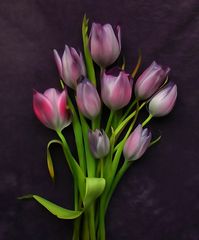 vio tulip