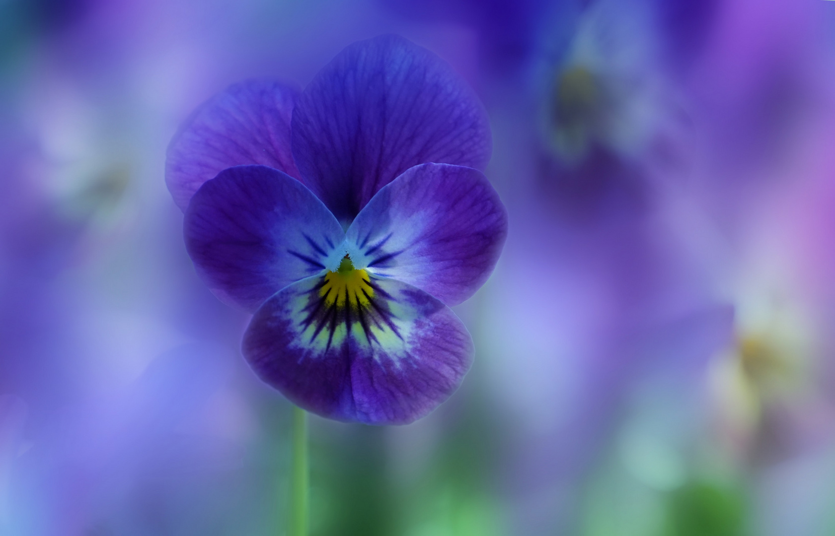 Viola Foto & Bild pflanzen, pilze & flechten, blüten & kleinpflanzen