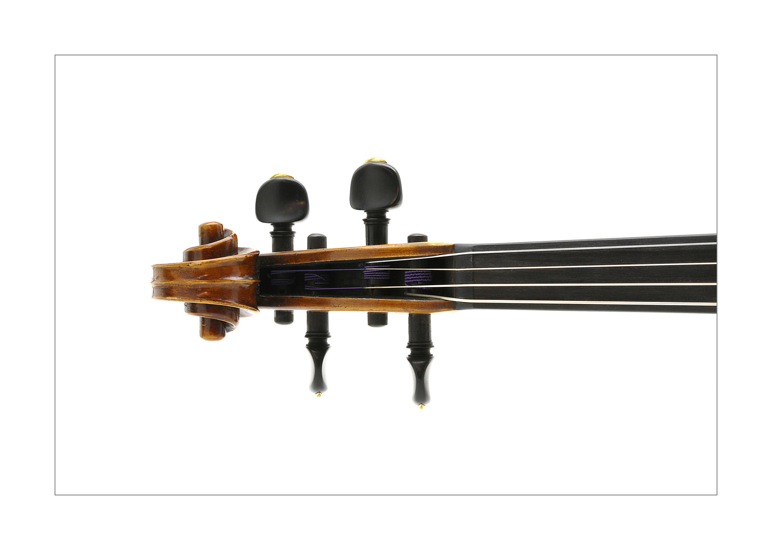 Viola #3