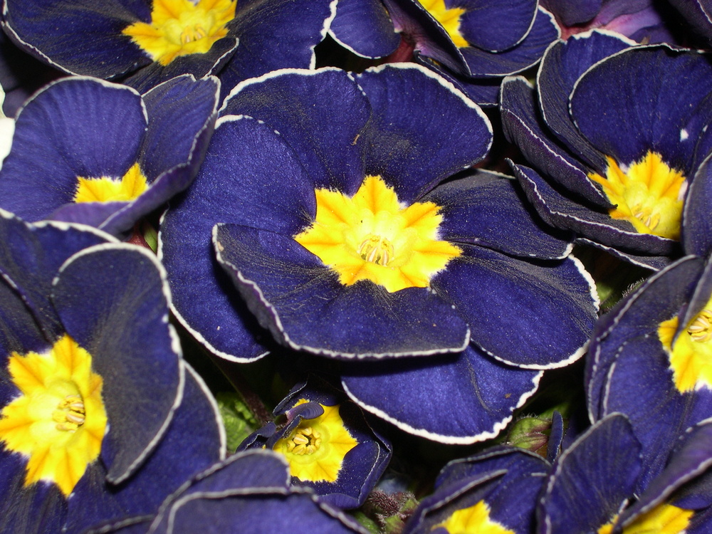 Viola