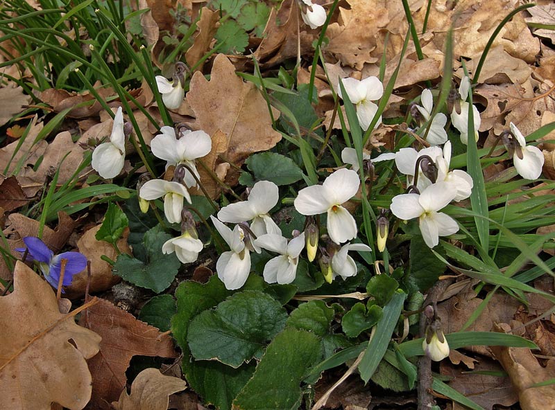 Viola bianca