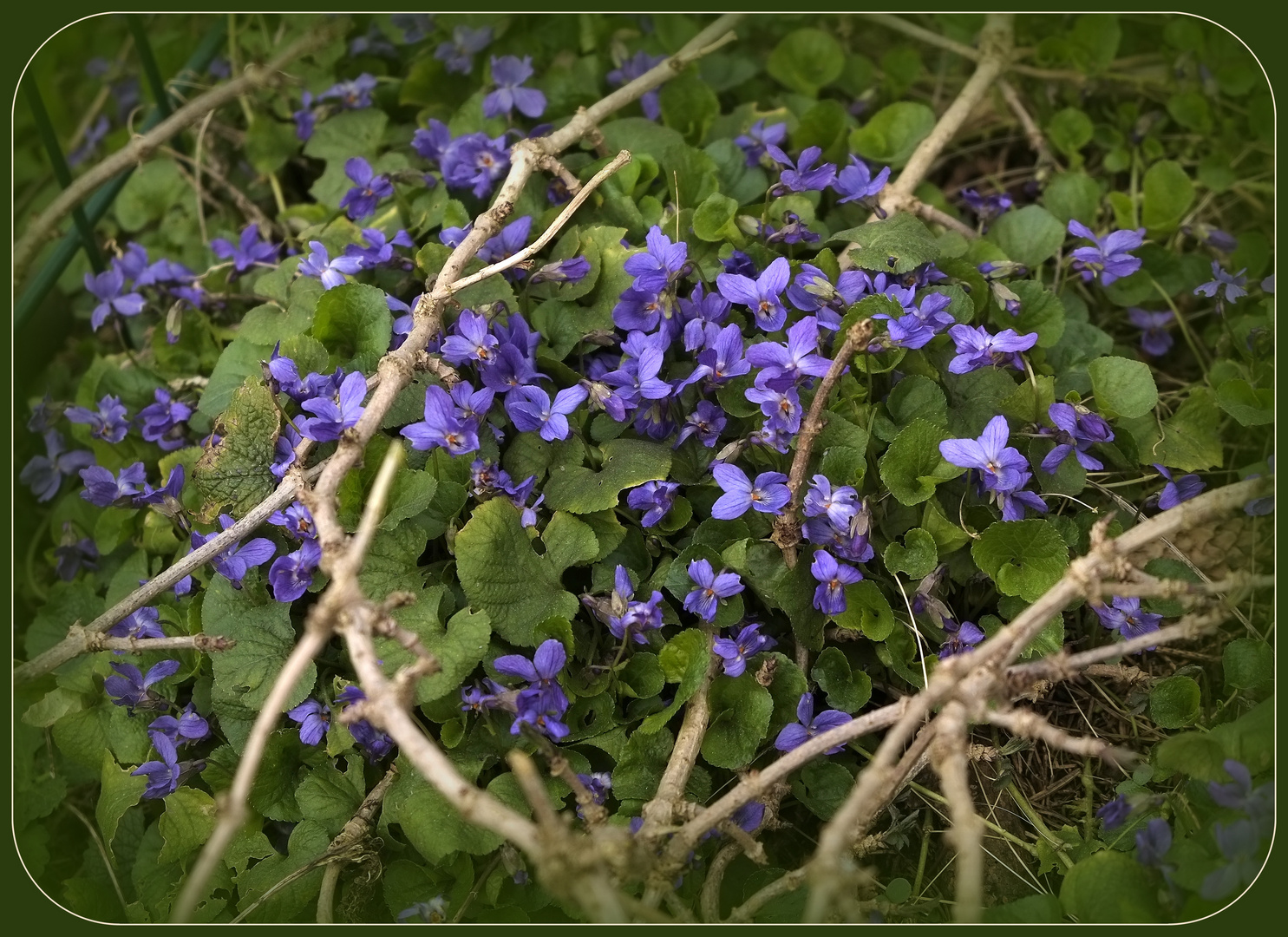 Viola Blue-Spot