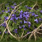 Viola Blue-Spot