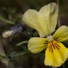Viola calaminaria - Galmei-Veilchen