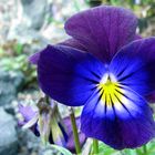 Viola calcarata - langsporniges Stiefmütterchen