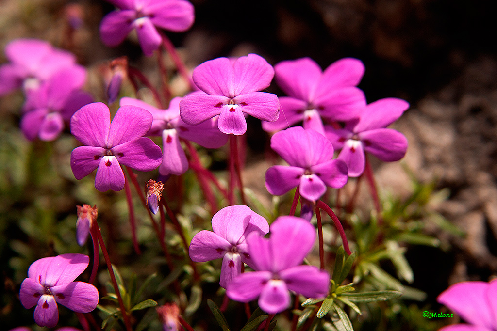 Viola cazorlensis (Violeta de Cazorla).