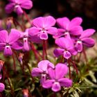 Viola cazorlensis (Violeta de Cazorla).