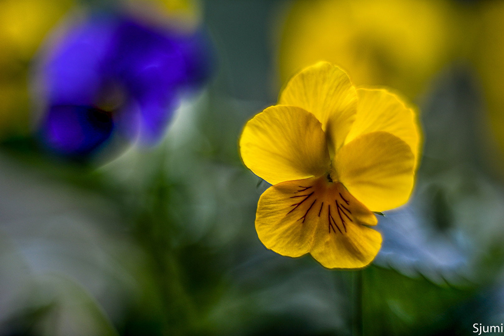 Viola cornuta