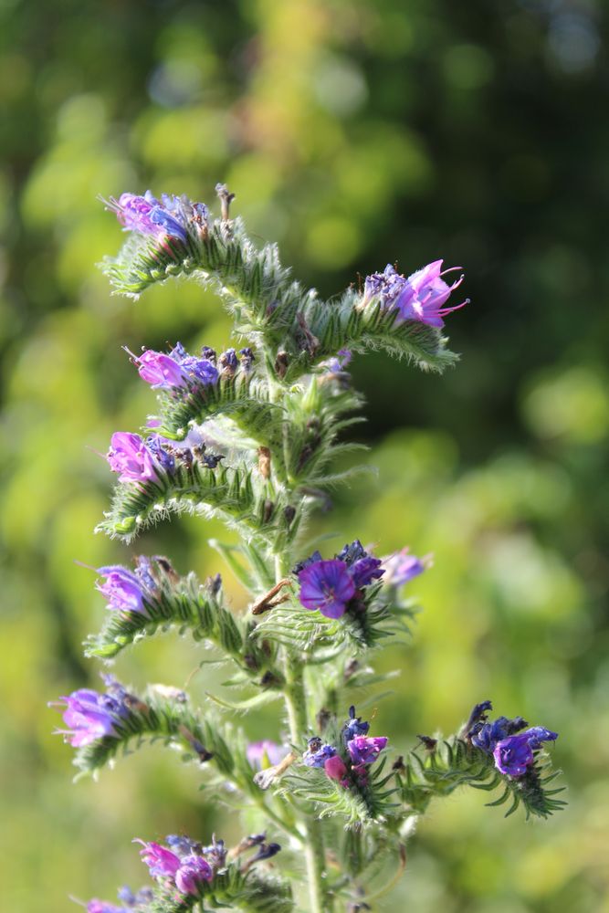 Viola Foto & Bild pflanzen, pilze & flechten, natur, blume Bilder auf
