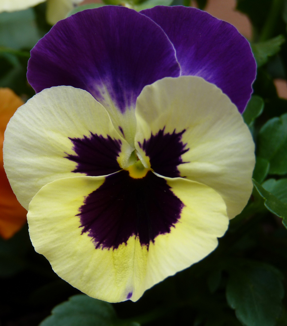 Viola del pensiero